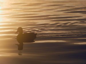 Da schwimmt unser potentielles Abendessen weg
