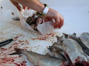 18 frische Omul bereit fuer den Grill