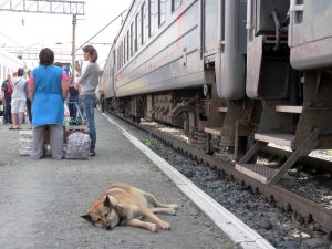 Nicht nur wir sind hundemuede