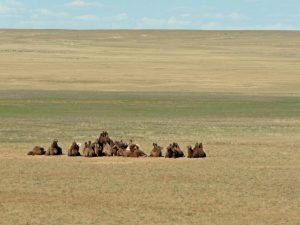 Ausläufer der Wüste Gobi