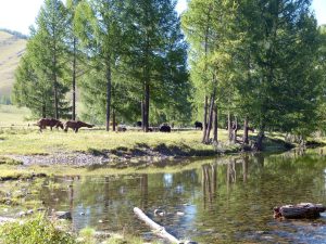 Im Terenji Nationalpark (60 nördlich von Ulan Bator)