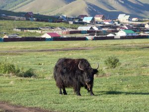 Im Terenji Nationalpark (60 nördlich von Ulan Bator)