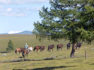 Im Terenji Nationalpark (60 nördlich von Ulan Bator)
