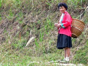 Frauen der Yao-Minderheit (Langhaar Stamm), terrassierten die Longsheng Reisfelder.