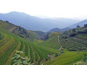 Reisterassen von Longsheng bei Guilin