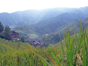 Reisterassen von Longsheng bei Guilin