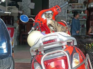 Sie steht auf Mopeds