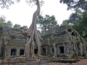 Die eingewachsenen Bäume verleiten dem Tempel ein ganz besondere Atmosphäre