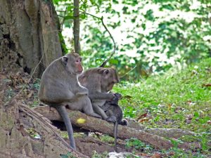 Im umliegenden Wald sind einige Affen unterwegs