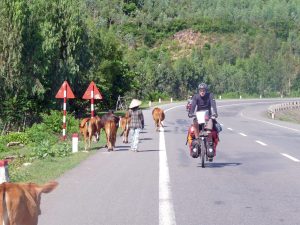 Wir passieren fast täglich Rinderherden, die auf die Wiesen gebracht werden