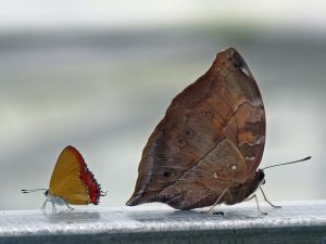 Zu Besuch in der Schmetterlingsfarm