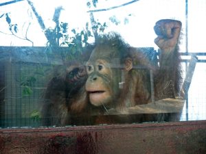 Der kleine muss noch eine Weile in der Aufzuchtstation verbringen -