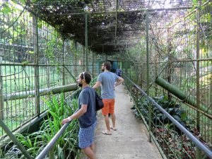 Zu Besuch bei unseren nahen Verwandten - Orang Utan Park