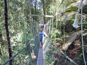 Wackelige Angelegenheit - Hängebrücke im Nationalpark auf Penang