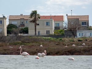 Flamingos in der Camargue