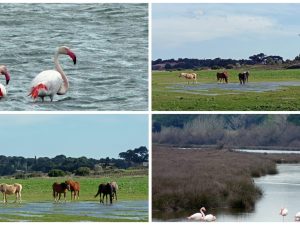 Die Camargue ist einer der wenigen regelmäßig besetzten Brutplätze des Rosaflamingos im westlichen Mittelmeer ...