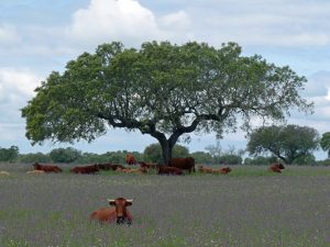 Die Tierwelt Portugals unterscheidet sich nur unwesentlich von der Spaniens.
