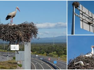 Der Storch hat auch eine gute Verkehrsanbindung.